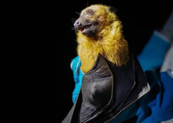 দেশে রহস্যজনক প্রাণঘাতী ভাইরাস শনাক্ত, সতর্কবার্তা