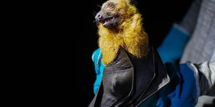 দেশে রহস্যজনক প্রাণঘাতী ভাইরাস শনাক্ত, সতর্কবার্তা