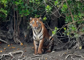 সুন্দরবন দিবস আজ