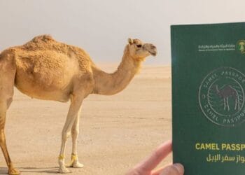 সৌদি আরবে উটের জন্য চালু হচ্ছে ‘পাসপোর্ট’