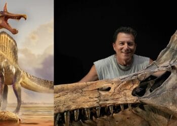 সাহারায় মিলল নতুন প্রজাতির বিশাল ডাইনোসর, নাম ‘স্পিনোসরাস মিরাবিলিস’