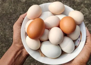 সাদা নাকি লাল, কোন ডিমে পুষ্টি বেশি জেনে নিন