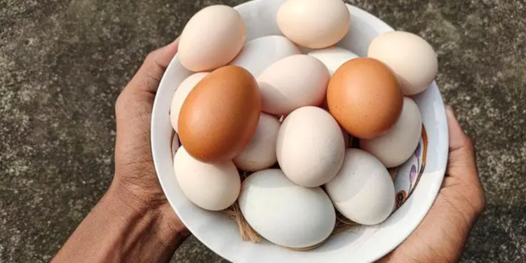 সাদা নাকি লাল, কোন ডিমে পুষ্টি বেশি জেনে নিন