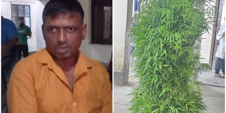 ইউটিউব দেখে গাঁজার চাষ শুরু করেন বিল্লাল