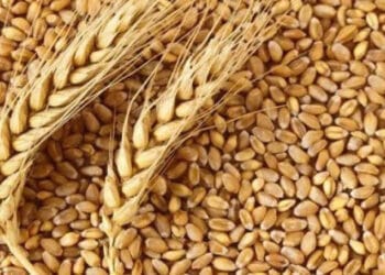 যুক্তরাষ্ট্র থেকে এলো ৫৮ হাজার টন গম