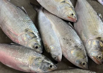 পহেলা বৈশাখ উপলক্ষে ইলিশের মণ ৩ লাখ টাকা