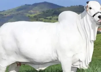 বিশ্বের সবচেয়ে দামি গরুর দাম ৫৯ কোটি টাকা!