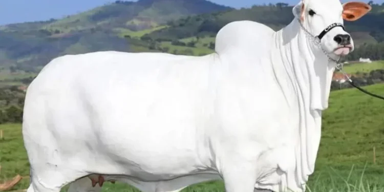 বিশ্বের সবচেয়ে দামি গরুর দাম ৫৯ কোটি টাকা!