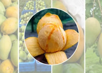 বাংলাদেশের আমের নতুন বাজার মালয়েশিয়া