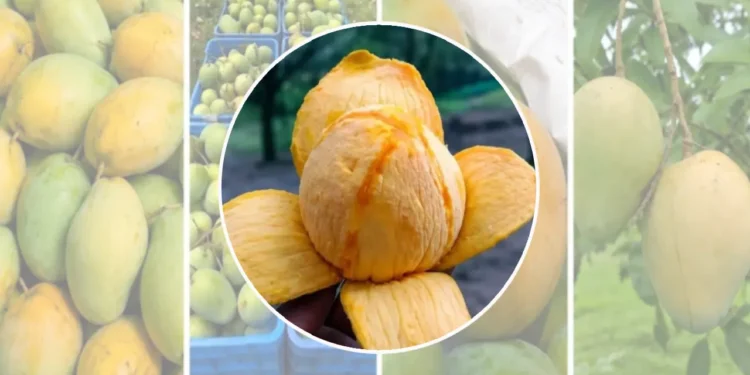 বাংলাদেশের আমের নতুন বাজার মালয়েশিয়া