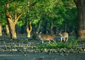 আজ থেকে সুন্দরবনে সব ধরনের প্রবেশে নিষেধাজ্ঞা