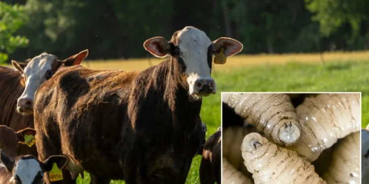 যুক্তরাষ্ট্রে মাংসখেকো পরজীবীর হানা, টেক্সাসে দুর্যোগ ঘোষণা