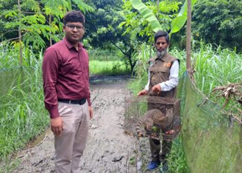 চাটমোহরে বিরল প্রজাতির গন্ধগোকুল উদ্ধারের পর অবমুক্ত করলেন ইউএনও