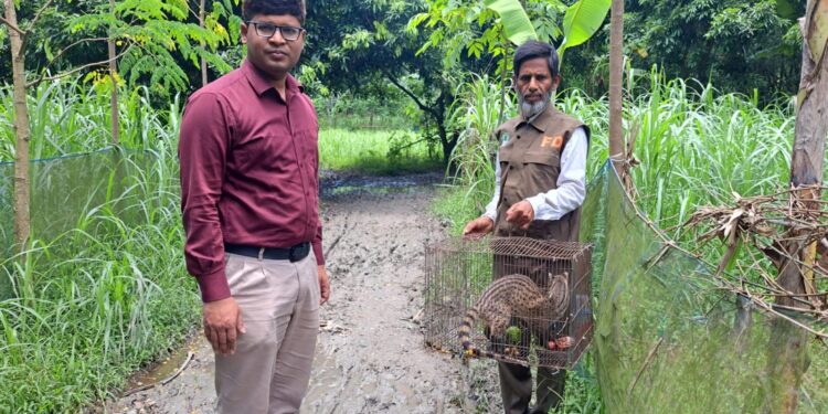 চাটমোহরে বিরল প্রজাতির গন্ধগোকুল উদ্ধারের পর অবমুক্ত করলেন ইউএনও