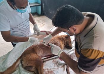 পাবনার চাটমোহরে ধারালো অস্ত্রাঘাতে কুকুর হত্যার অভিযোগ