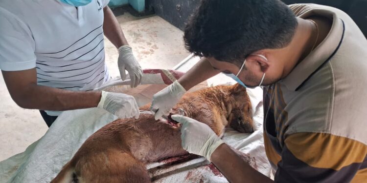 পাবনার চাটমোহরে ধারালো অস্ত্রাঘাতে কুকুর হত্যার অভিযোগ