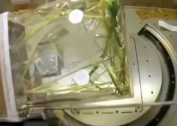 মহাকাশে ধান চাষে বড় মাইলফলক অর্জন চীনের