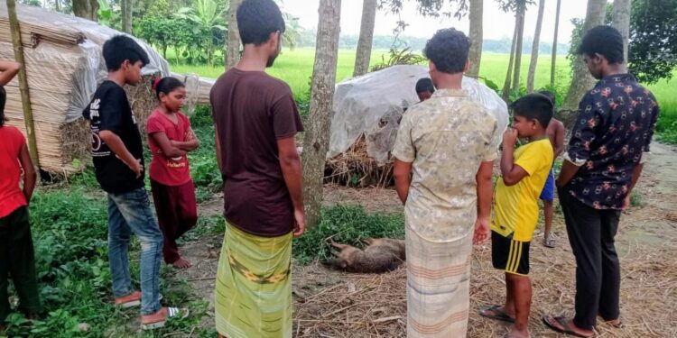 লোকালয়ে ঢুকে নারী-শিশুসহ ১১ জনকে কামড়ে আহত করলো পাগলা শিয়াল