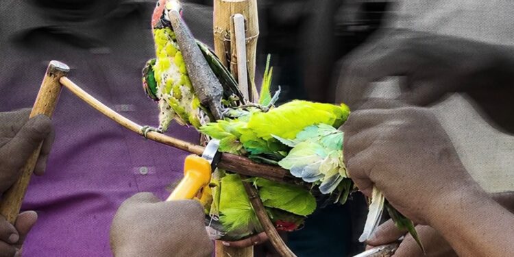 মুক্তির আনন্দে ডানা মেলল ২৩ টিয়া
