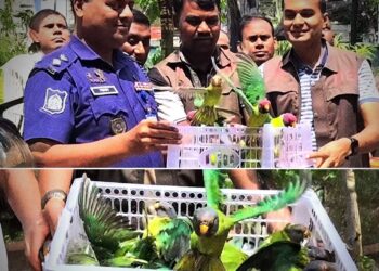 বগুড়ায় বাস থেকে ১০৩ টিয়া উদ্ধার: খাঁচা ভেঙে মুক্ত আকাশে উড়ল পাখি