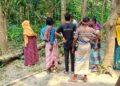 চাটমোহরে গাছ কাটতে গিয়ে প্রাণ গেল দিনমজুরের