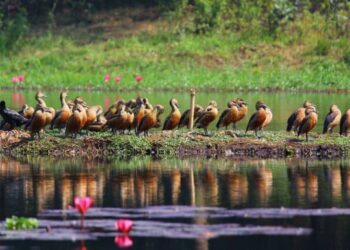 জাহাঙ্গীরনগর বিশ্ববিদ্যালয়ে অতিথি পাখির নিরাপদ আবাসে বহিরাগত প্রবেশ নিষিদ্ধ