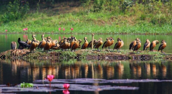জাহাঙ্গীরনগর বিশ্ববিদ্যালয়ে অতিথি পাখির নিরাপদ আবাসে বহিরাগত প্রবেশ নিষিদ্ধ